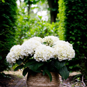 Livraison plante Hortensia Forever & Ever – Pot 23 cm – Hauteur 55 cm