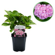 Livraison plante Hortensia macrophylla Pink