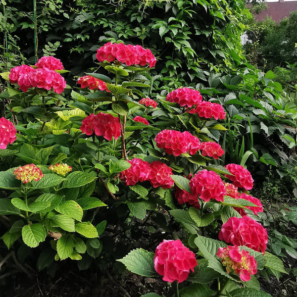 Livraison plante Hortensia macrophylla Rouge – Pot 17 cm – Hauteur 30 cm