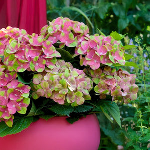 Livraison plante Hortensia Magical Green Fire – Pot 23 cm – Hauteur 55 cm