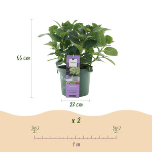 Livraison plante Hortensia Magical Jewel Blue – Pot 23 cm – Hauteur 55 cm