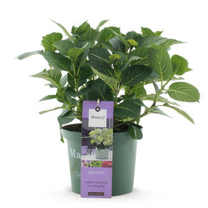 Livraison plante Hortensia Magical Jewel Blue – Pot 23 cm – Hauteur 55 cm