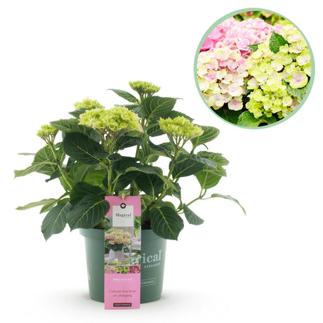 Livraison plante Hortensia Magical Jewel Pink – Pot 23 cm – Hauteur 55 cm