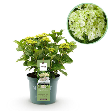 Livraison plante Hortensia Magical Noblesse – Pot 23 cm – Hauteur 55 cm