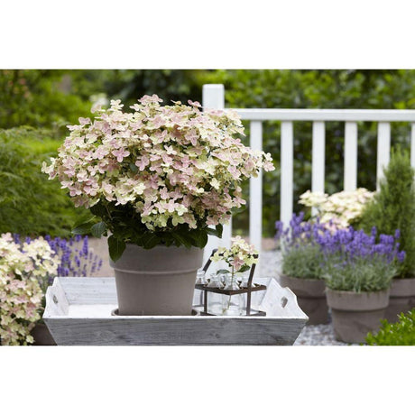 Livraison plante Hortensia Pan. '(S) Witch Ophelia'® - ↨25cm - Ø19cm - plante d'extérieur fleurie