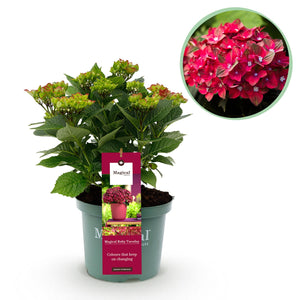 Livraison plante Hortensia Ruby Tuesday&Sapphire – Pot 23 cm – Hauteur 55 cm