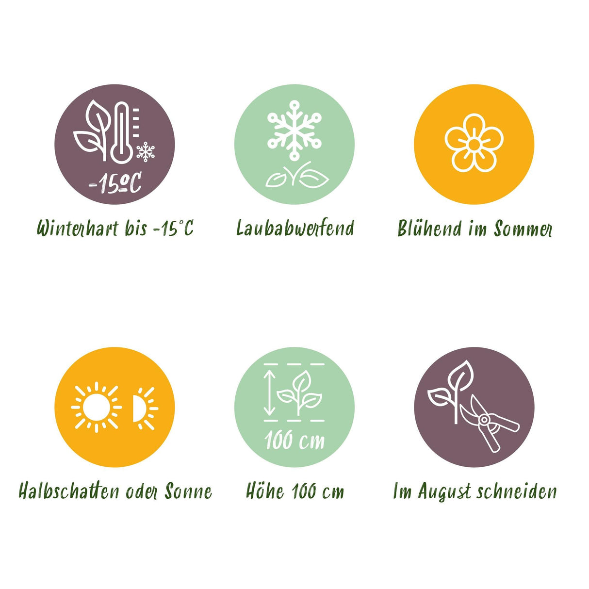 Livraison plante Hortensia Ruby Tuesday&Sapphire – Pot 23 cm – Hauteur 55 cm