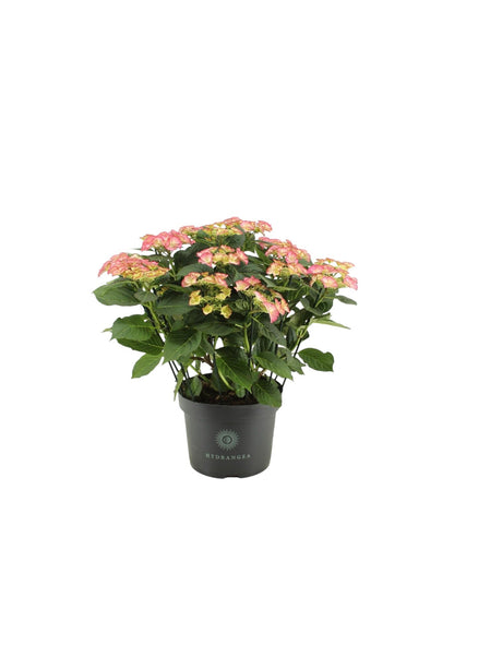 Livraison plante Hortensia Tiffany