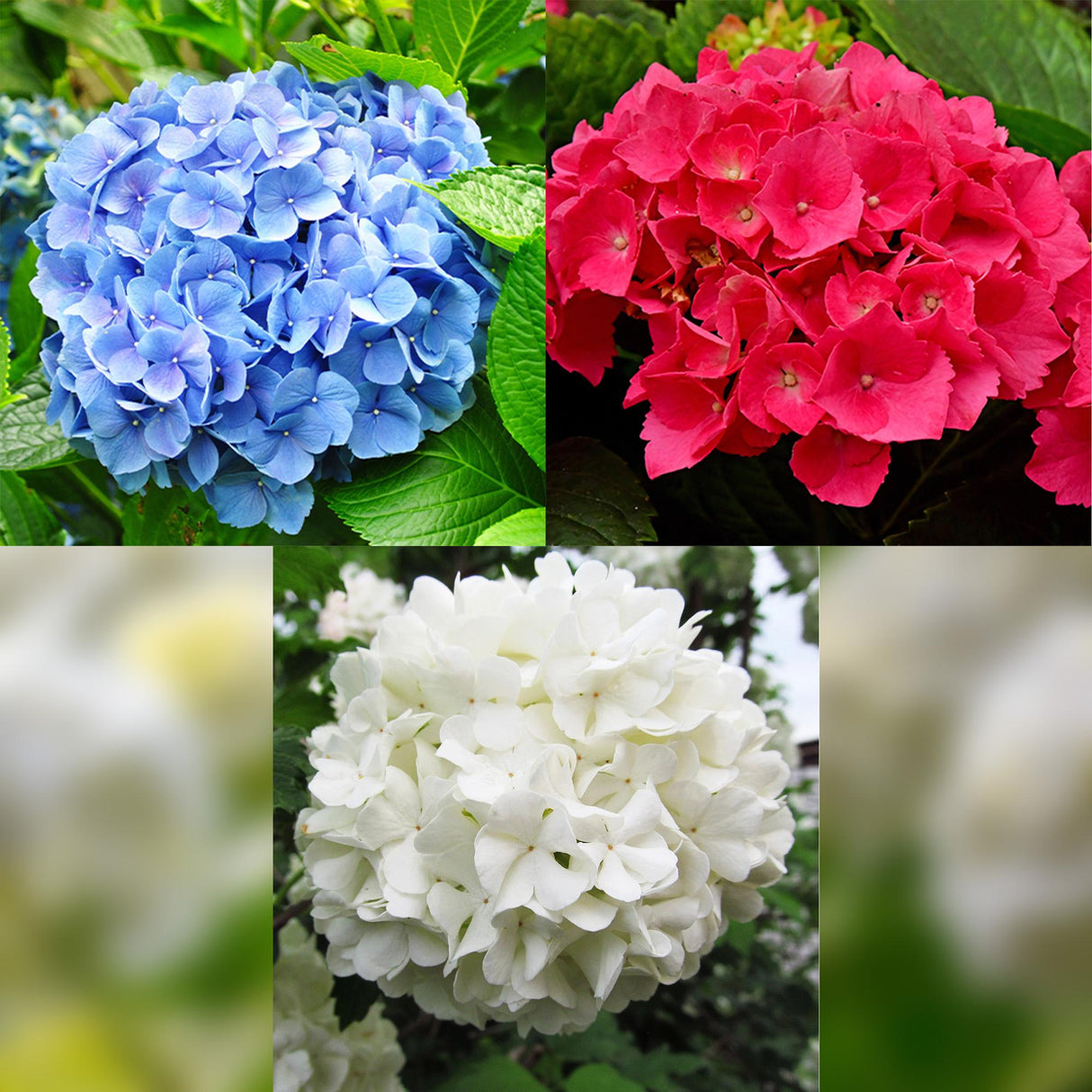 Livraison plante Hortensia Tricolour – Lot de 3 – Pot 17 cm – Hauteur 30 cm