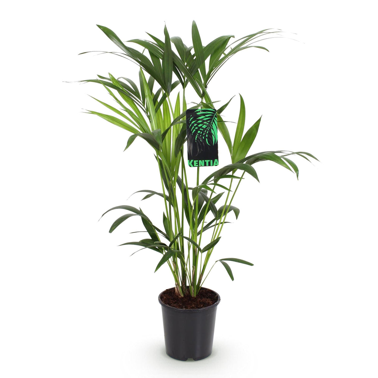 Livraison plante Howea Forsteriana d19cm H80cm