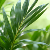 Livraison plante Howea Forsteriana d19cm H80cm