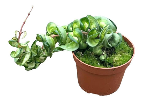 Livraison plante Hoya Compacta Mauna Loa