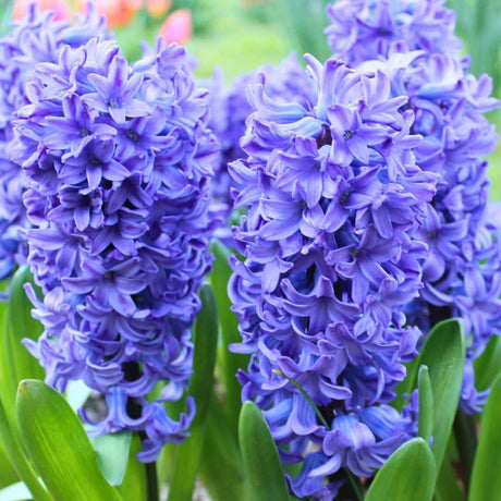 Livraison plante Hyacinthe Delft Blue & Narcisse Salou - 20 Bulbes