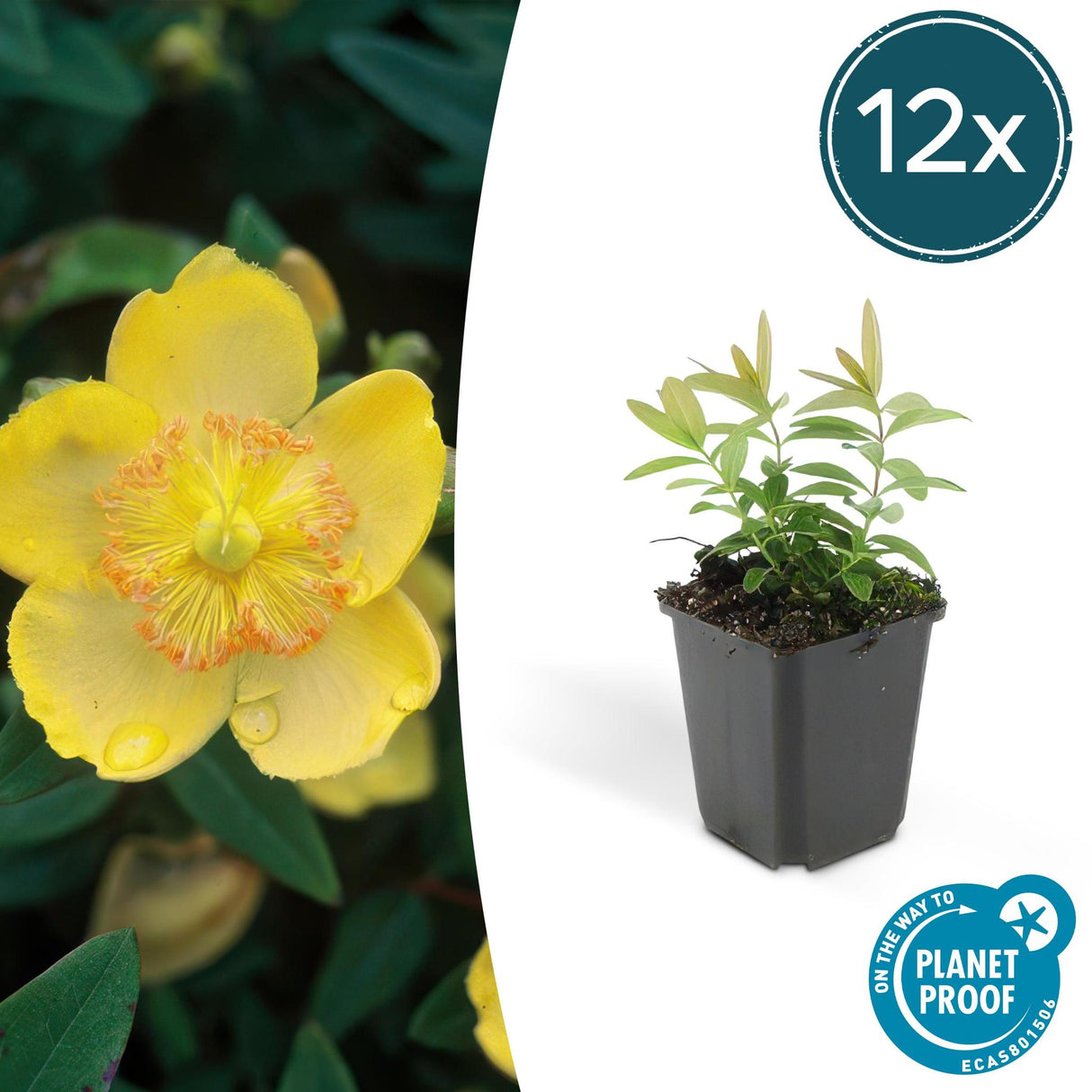 Livraison plante Hypericum calycinum