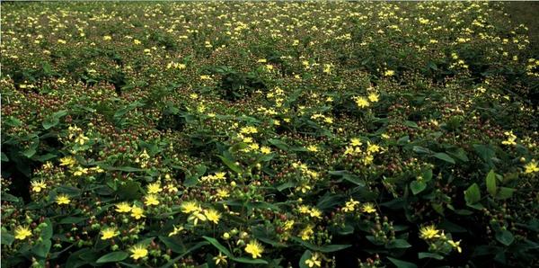 Livraison plante Hypericum inodorum Rheingold