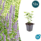 Livraison plante Hyssop géant Blue Fortune