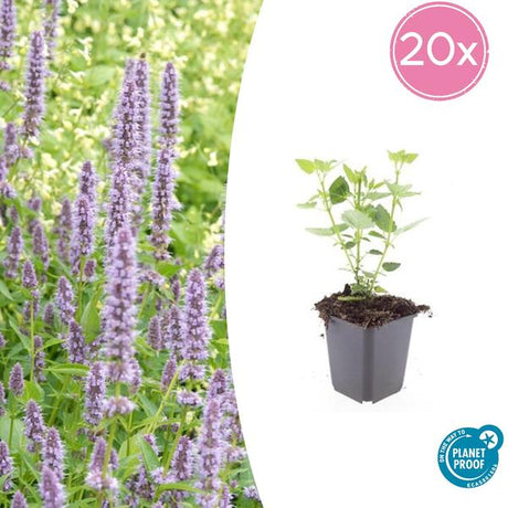 Livraison plante Hyssop géant Blue Fortune