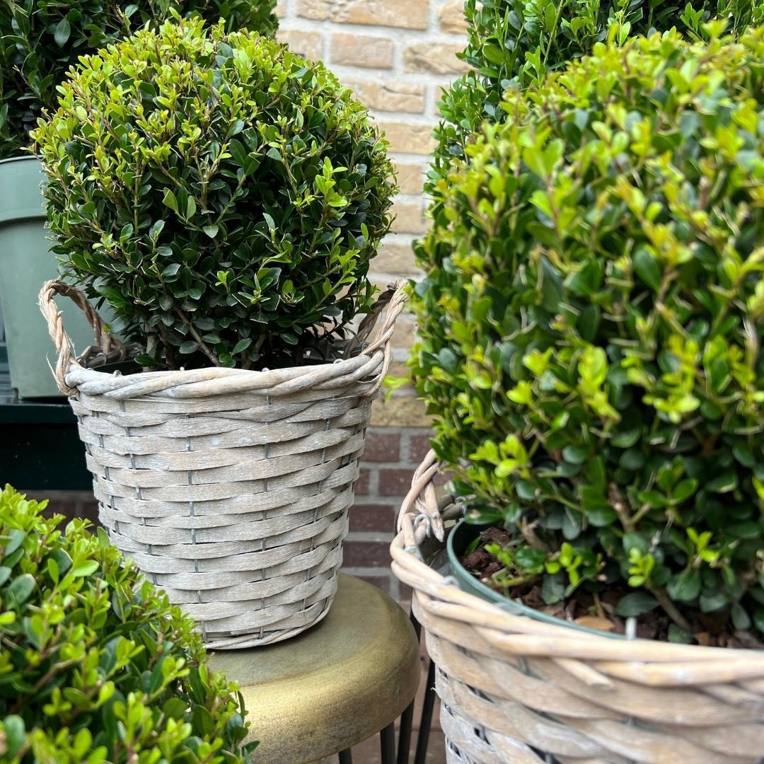 Livraison plante Ilex crenata 'Jenny' et leur panier x 2