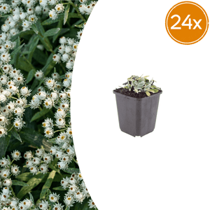 Livraison plante Immortelle de l'himalaya