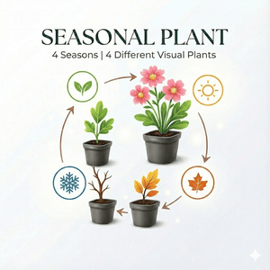 Livraison plante Immortelle de l'himalaya