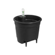 Livraison plante Insert Autonome - 43 cm