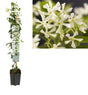 Livraison plante Jasmin étoilé d19cm h100cm