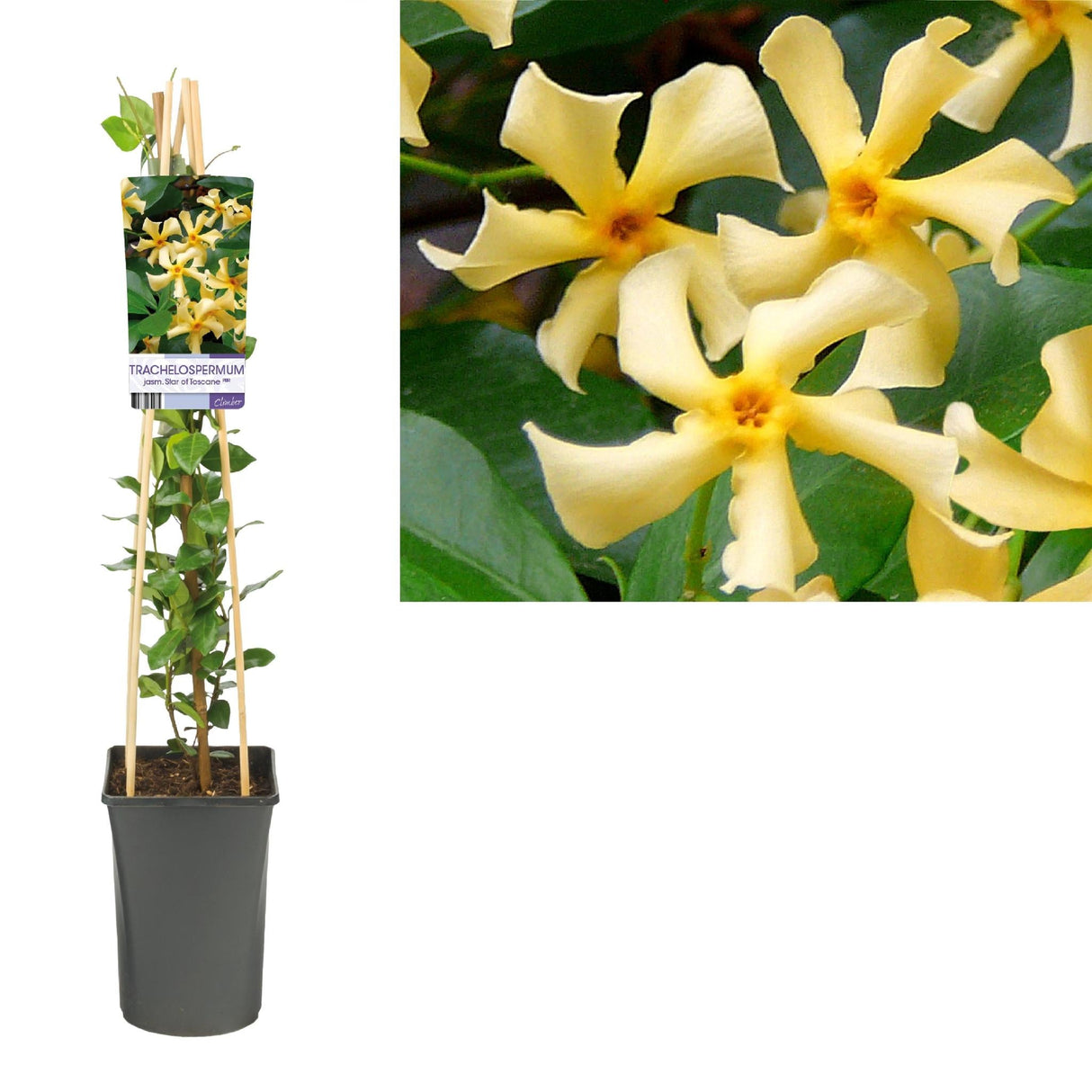 Livraison plante Jasmin étoilé de toscane d17cm h75cm