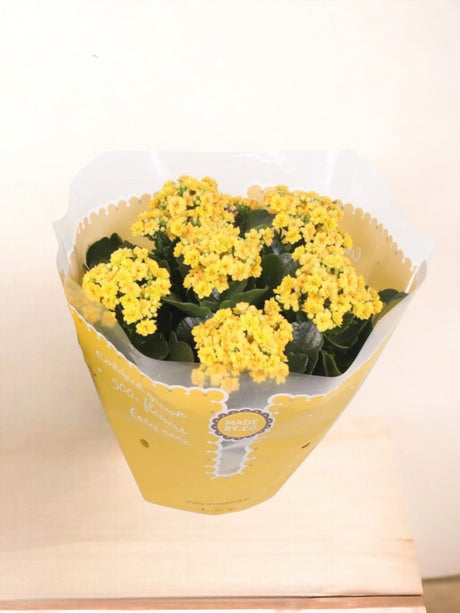 Livraison plante Kalanchoe Double jaune d23cm h27cm