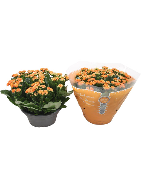 Livraison plante Kalanchoe Double Orange d23cm h27cm