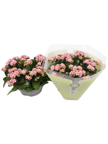 Livraison plante Kalanchoe Double rose d23cm h27cm