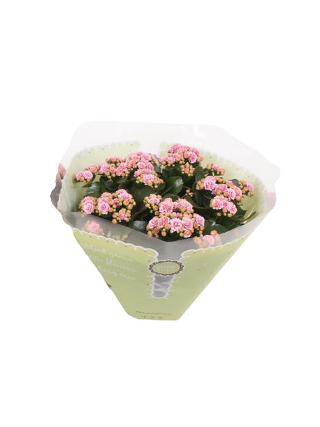 Livraison plante Kalanchoe Double rose d23cm h27cm