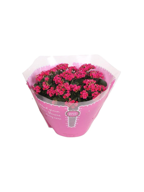 Livraison plante Kalanchoe violet d23cm h27cm