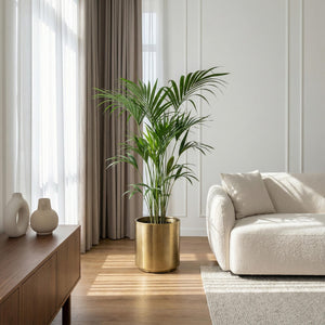 Livraison plante Kentia Howea Forsteriana d24cm H40cm