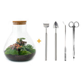 Livraison plante Kit Terrarium DIY 3 plantes - SAMOS