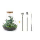 Livraison plante Kit Terrarium DIY 3 plantes - SAMOS