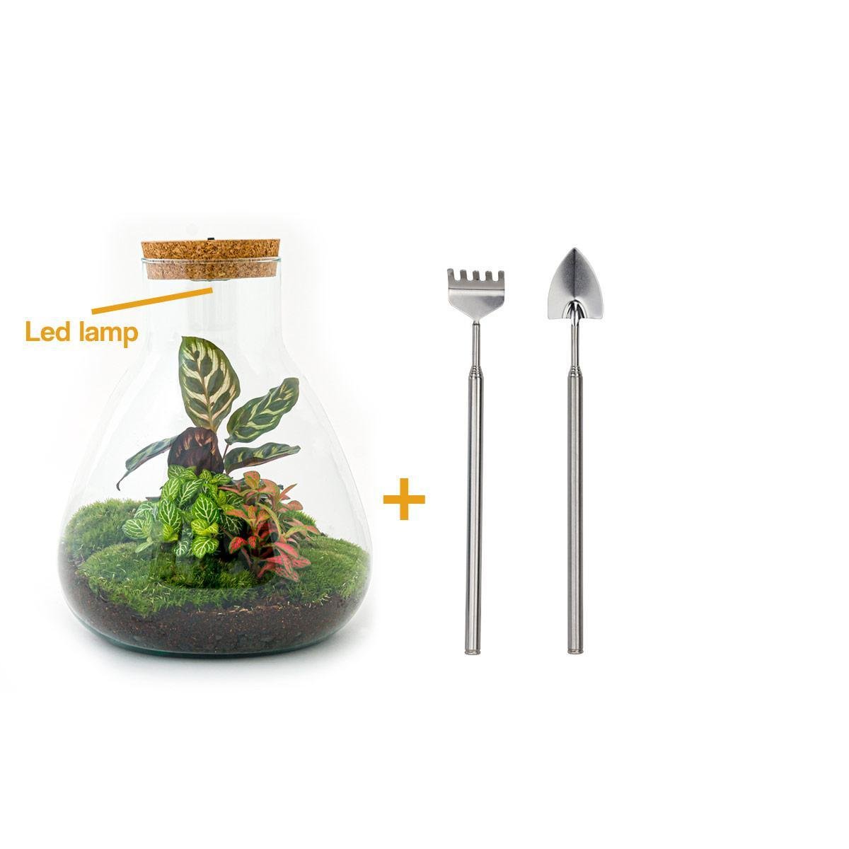 Livraison plante Kit Terrarium DIY 3 plantes - SAMOS