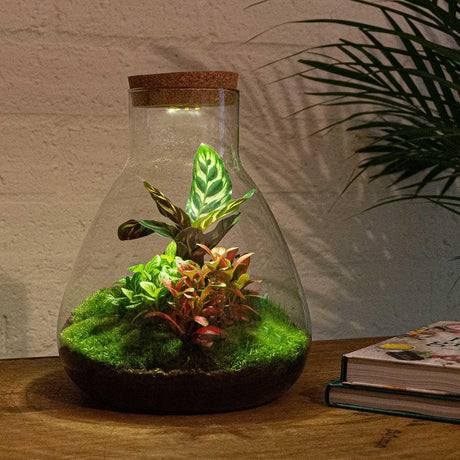 Livraison plante Kit Terrarium DIY 3 plantes - SAMOS