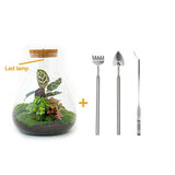 Livraison plante Kit Terrarium DIY 3 plantes - SAMOS