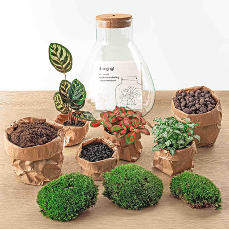 Livraison plante Kit Terrarium DIY 3 plantes - SAMOS