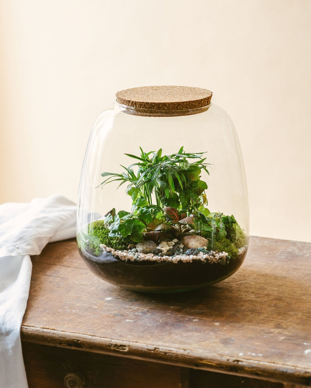Livraison plante Kit Terrarium DIY - CAYENNE