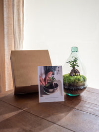 Kit DIY Terrário - CORTICA