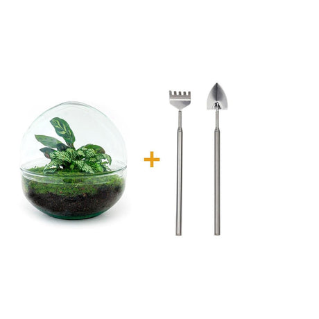 Livraison plante Kit Terrarium DIY - DOME