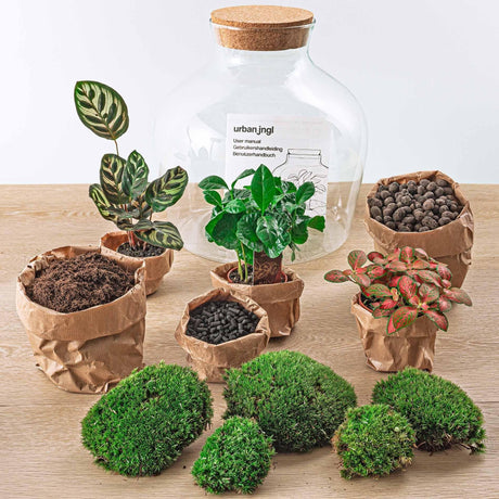 Livraison plante Kit Terrarium DIY - JOY