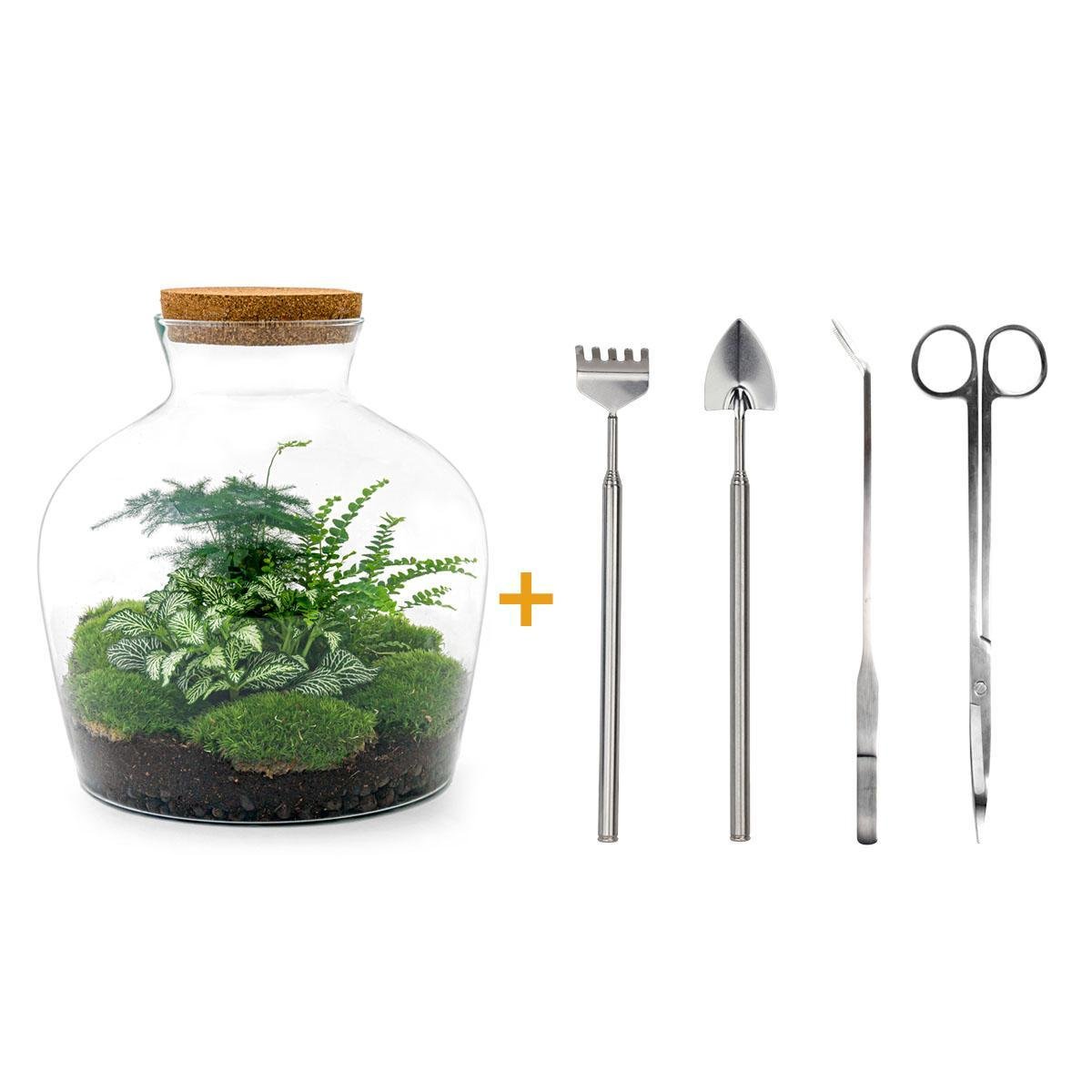 Livraison plante Kit Terrarium DIY - JOY