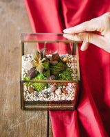 Livraison plante Kit Terrarium DIY - MEXICO
