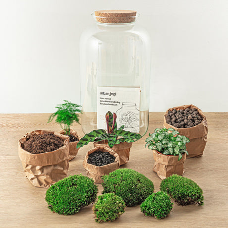 Livraison plante Kit Terrarium DIY - SALEN