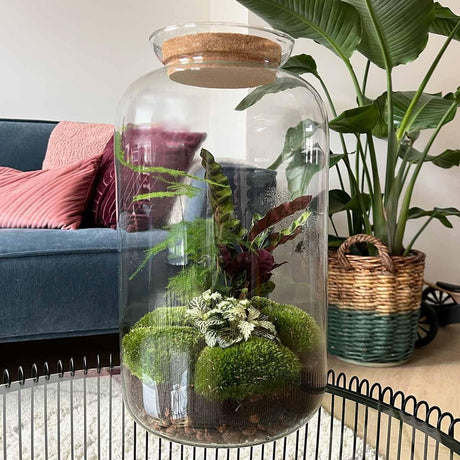 Livraison plante Kit Terrarium DIY - SALEN