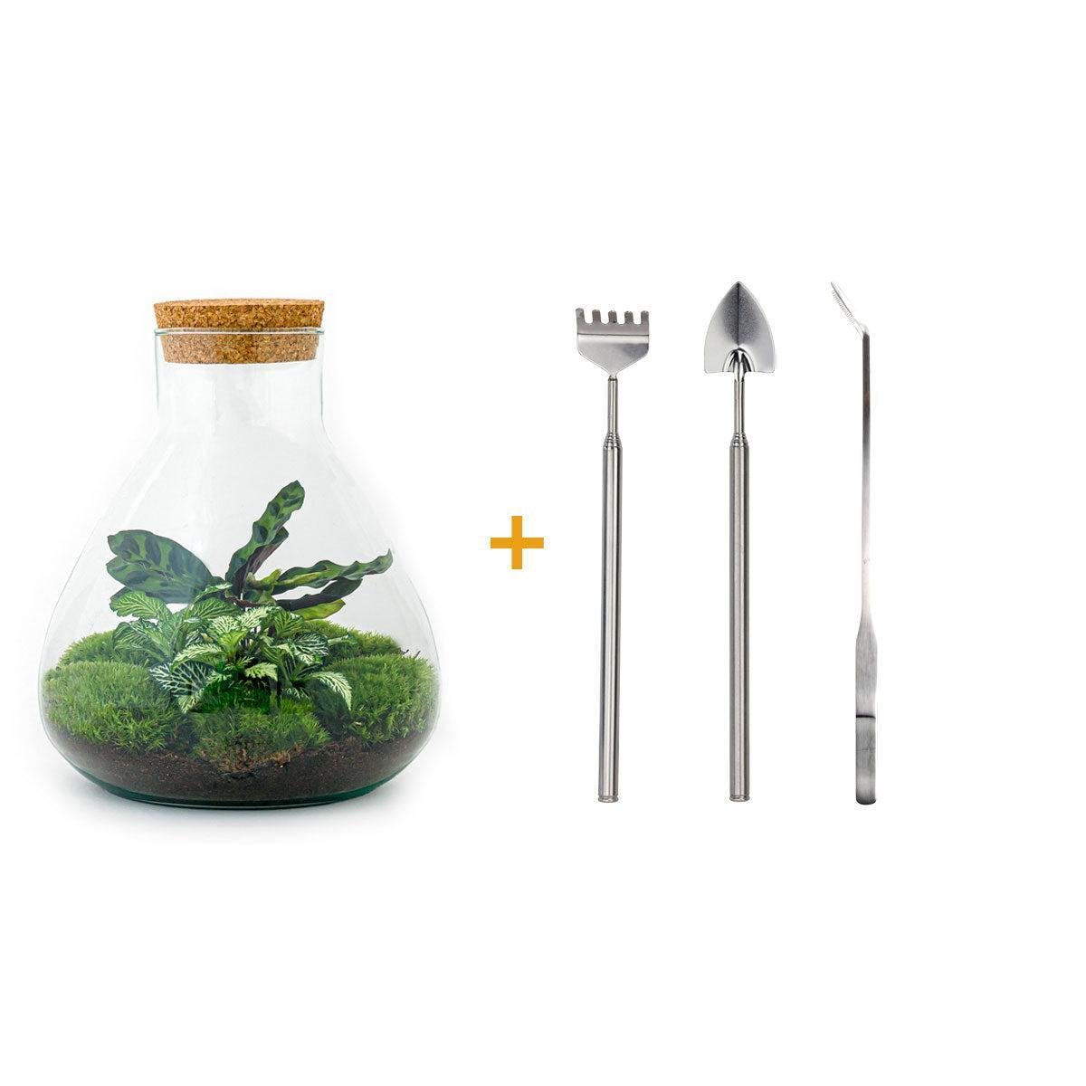 Livraison plante Kit Terrarium DIY - SAMA