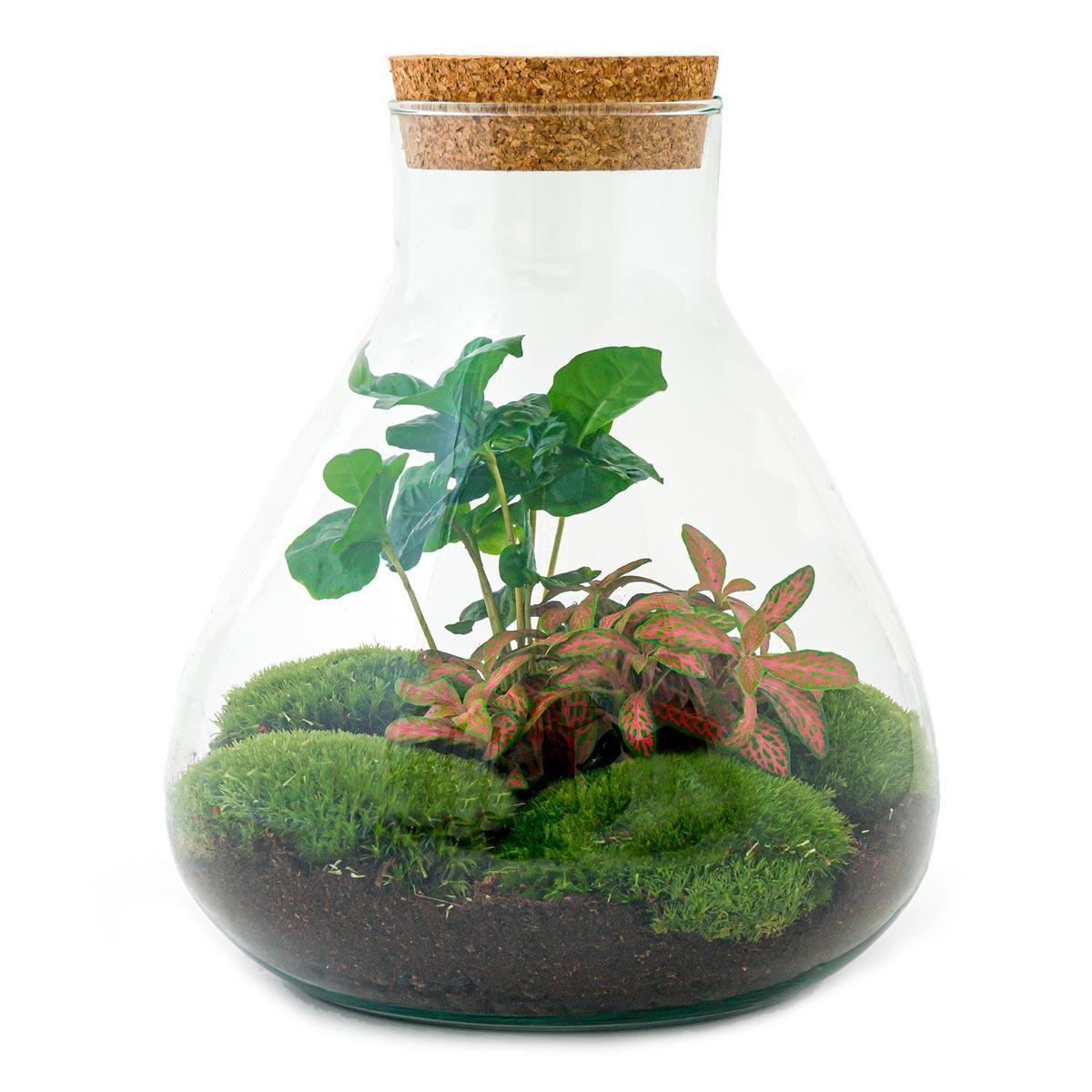 Livraison plante Kit Terrarium DIY - SAMA