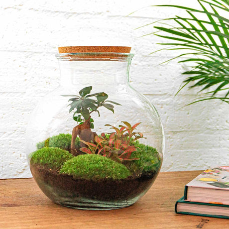 Livraison plante Kit Terrarium DIY - TEDDY